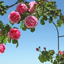 Relaxdays Rosenbogen 255 x 140 x 38 cm Schwarz