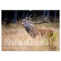 Calvendo Krafttier Hirsch (Wandkalender 2026 DIN A2 quer), CALVENDO