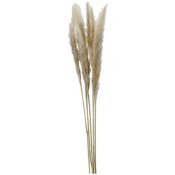 Trockenblume PAMPASGRAS creme