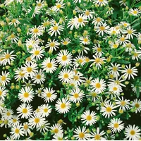 Pflanzen Für Dich Aster ageratoides 'Starshine', Herbstaster, weiß, ca.