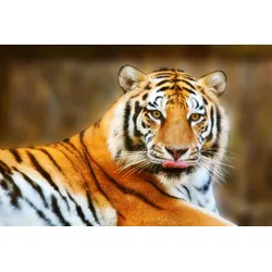 Fototapete PAPERMOON "Resting Tiger", bunt (mehrfarbig), B:3,5m L:2,6m, Vlies, Tapeten