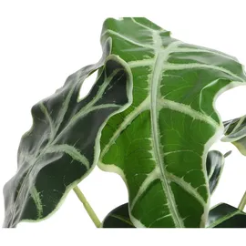 XXXLutz Kunstpflanze ALOCASIA, schwarzer Kunststofftopf - Zubehör, Kunstpflanzen
