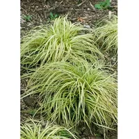 Pflanzen Für Dich Carex morrowii 'Variegata', Japan-Segge, grün-weiß, ca.