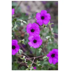 Geranium cinereum 'Carol', Storchschnabel, rosa, ca. 9x9 cm Topf