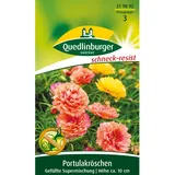 Quedlinburger Portulakröschen ''gefüllte Mischung''