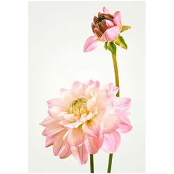 Bild KOMAR "Dahlia", bunt (farbe bild(er): bunt), B:40cm H:50cm, Papier, Holz, Bilder, Wandbild zur Dekoration - ohne Rahmen