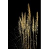 Acrylglasbild »Pampas Gras - Acrylbilder mit Blattgold veredelt«, (1 St.), Goldveredelung, Handgearbeitet, Gerahmt, Edel,
