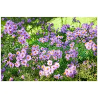 Pflanzen Für Dich Aster novi-belgii Glattblatt-aster Rosenquarz ca. 9x9