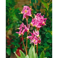 Pflanzen Für Dich Dodecatheon meadia, Shooting Star, rosa Blüten,