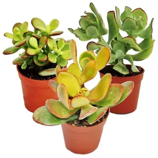 EXOTENHERZ Geldbaum-Set 3 Verschiedene Crassula-Arten im 5,5cm Topf