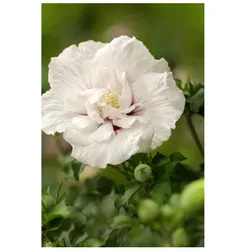 Hibiscus syriacus 'China Chiffon', Roseneibisch, weiß-rosa, 40–60 cm