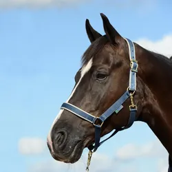 Bucas Halfter Dublin - Navy/Silver, Warmblut