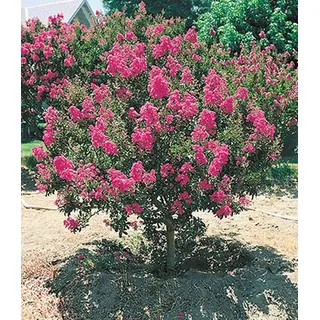 BALDUR Garten 1x Flieder des Südens, Pflanze im 1,5 Liter-Topf, Lagerstroemia indica Kreppmyrte winterhart, für Standort in der Sonne geeignet, blühend, pflegeleicht und resistent gegen Krankheiten