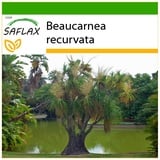 Saflax - - 10 Samen - Mit keimfreiem Anzuchtsubstrat - Beaucarnea recurvata