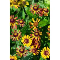 Pflanzen Für Dich Helenium x cult. Loysder Wieck' Sonnenbraut,