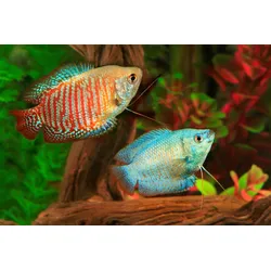 Fototapete PAPERMOON "UNTERWASSER-WELT-GOURAMI FISCHE KORALLE SEE MEER TIERE", bunt, B:4,00m L:2,60m, Vlies, Tapeten