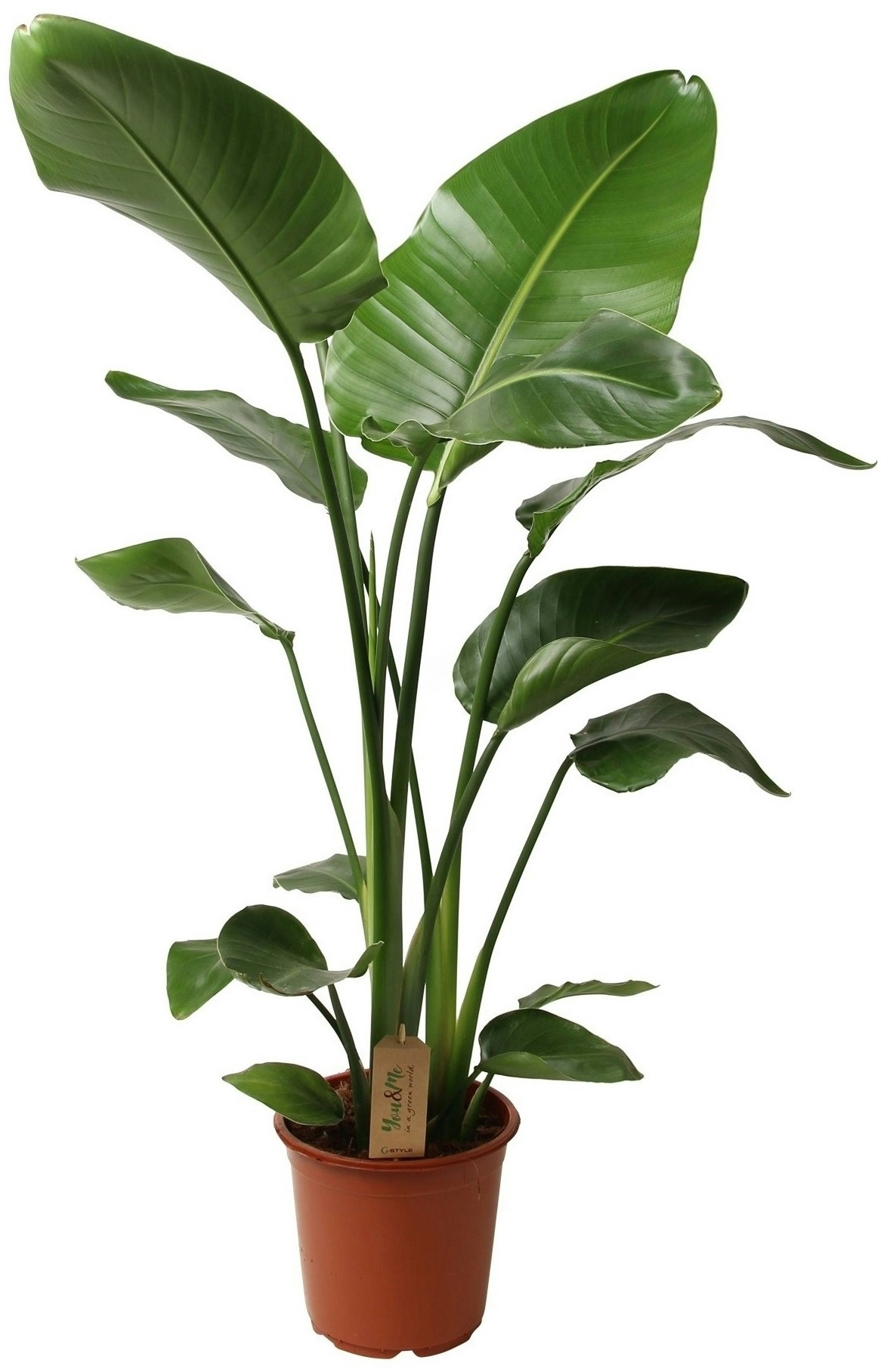 Plant in a Box Paradiesvogelblume - Strelitzie Nicolai Höhe 90-110cm