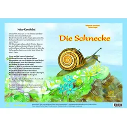 Natur-Kamishibai / Die Schnecke - Natur-Kamishibai