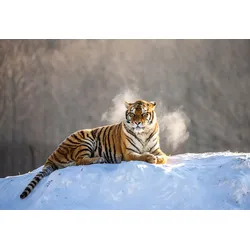 Fototapete PAPERMOON "Siberain Tiger", bunt, B:3,50m L:2,60m, Vlies, Tapeten
