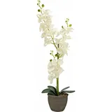 Europalms Orchidee, Kunstpflanze, cremefarben, 80cm