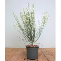 Pflanzen Für Dich Cytisus praecox 'White Lion', Besenginster, weiß,