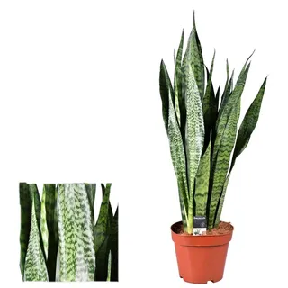 Sansevieria Zeylanica (Bogenhanf) 80-100 cm - Luftreinigende Zimmerpflanze für bessere Raumluft, Pflegeleicht & Robuste Dekorative Pflanze für Ihr Zuhause oder Büro