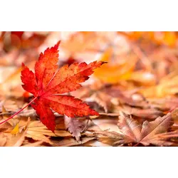 Fototapete PAPERMOON "HERBST-BLÄTTER-AHORN MAKRO ABSTRAKT KUNST WIESE TEXTUR", bunt, B:4,00m L:2,60m, Vlies, Tapeten