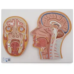 Median- und Frontalschnitt des Kopfes - 3B Smart Anatomy
