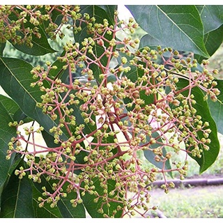 Bienenbaum, Tausenblütenbaum, Euodia hupehensis, Tetradium daniellii (100-125 cm)