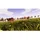 Real Farm - Premium Edition (PEGI) (PS5)