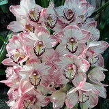 Cymbidium Blumenzwiebeln,Winterharte mehrjährige,cymbidium orchidee pflanze,Phalaenopsis Orchidee Echt,phalaenopsis orchideen,kolibri orchids,Orchideen Pflanzen,Cymbidium pflanze.-8zwiebeln-A