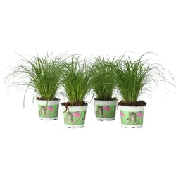 Plant in a Box Katzengras - Cyperus zumula 4er Set Höhe 30-40cm