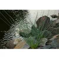 Pflanzen Für Dich Juncus inflexus, Blaugrüner Binse, ca. 9x9