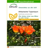 SAFLAX - Afrikanischer Tulpenbaum - 30 Samen - Mit keimfreiem Anzuchtsubstrat - Spathodea campanulata