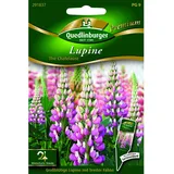 Quedlinburger Lupine ''The Chatelaine''