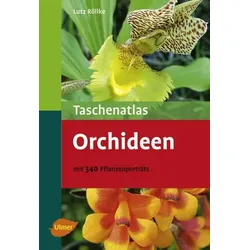 Orchideen