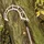 Berger Absetzhaken Arborapid 5485