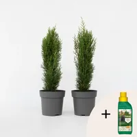 Plant in a Box - Toskanische Zypresse - 2