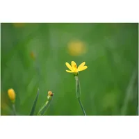 Pflanzen Für Dich Sisyrinchium californicum, gelbblühend, ca. 9x9 cm