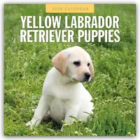 BrownTrout / Flechsig Yellow Labrador Retriever Puppies - Gelbe