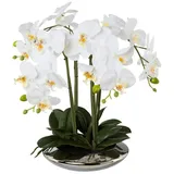 Gasper Unbekannt XL Orchidee weiß, im Silbertopf, 41 cm