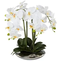 Gasper Unbekannt XL Orchidee weiß, im Silbertopf, 41 cm