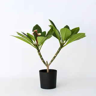 Plant in a Box - Hawaii-Palme - Plumeria Frangipani Hawaii pflanze (55 cm)