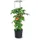 Spetebo Tomaten Pflanztopf rund mit Rankhilfe 153 x 29 cm Schwarz