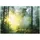 WallArena Fototapete Wald in Grün | Gr.: 250 x 175 cm