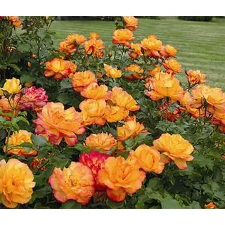 Strauchrose 'Sahara®', Orange, Hellrot