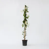 Plant in a Box - Trachelospermum jasminoides Höhe 110-120cm