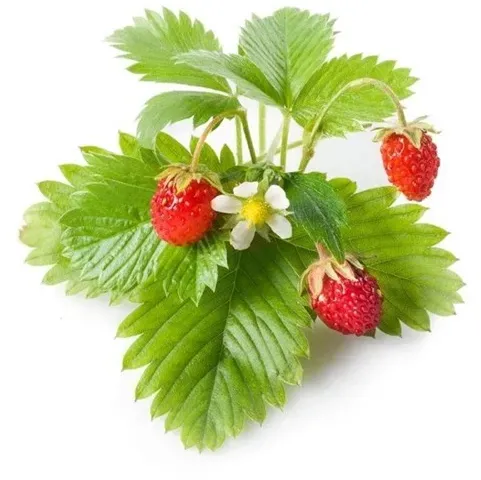 Click and Grow - Smart Garden Refill 3-pack - Wild Strawberry (SGR24X3)