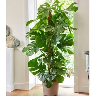 BALDUR Garten Monstera - Fensterblatt ca. 60-70 cm hoch, 1 Pflanze, Luftreinigende Zimmerpflanze Pflegeleichte Zimmerpflanze auch für dunklere Sta...