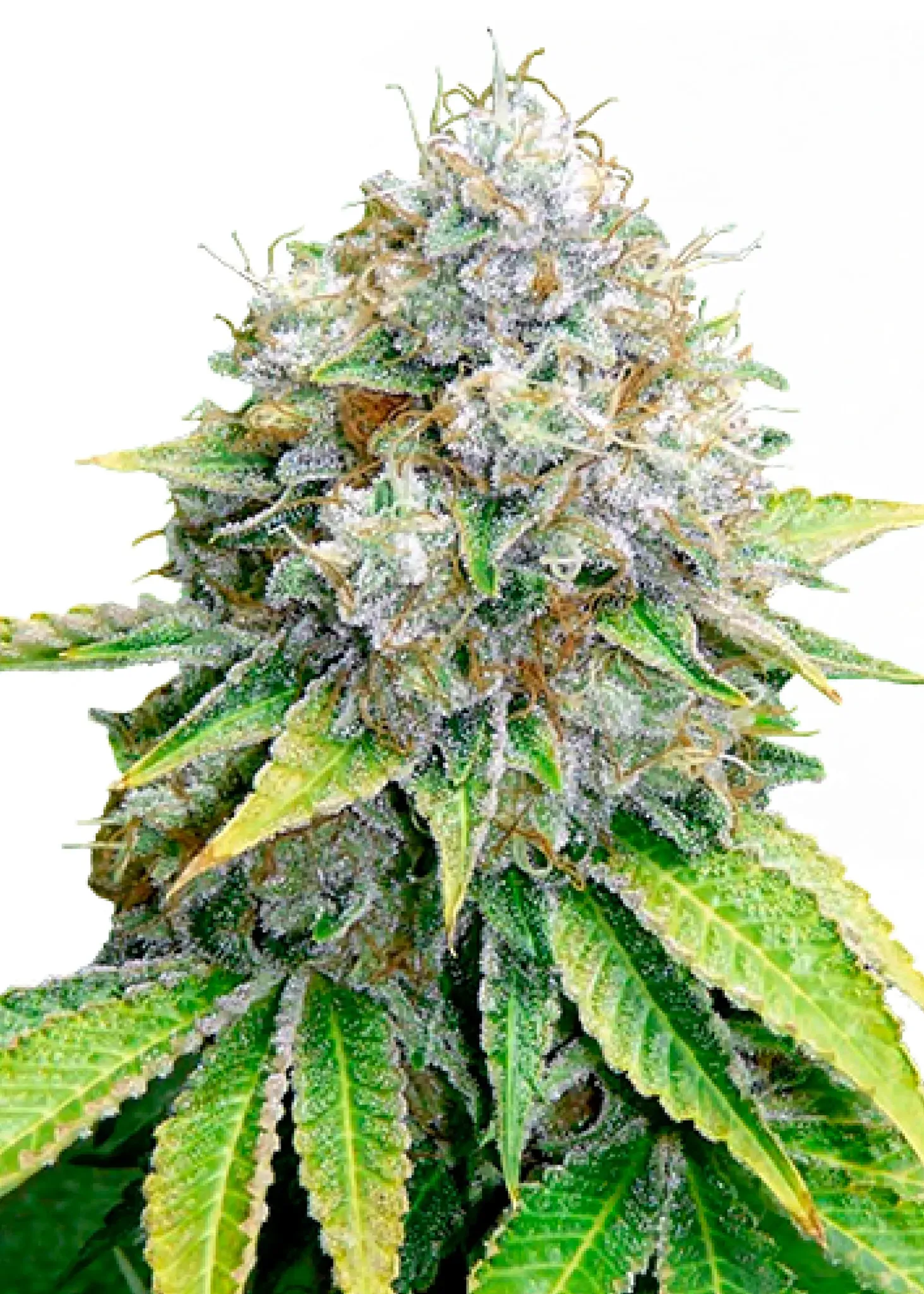 Royal Queen Seeds O.G. Kush 1 Samen